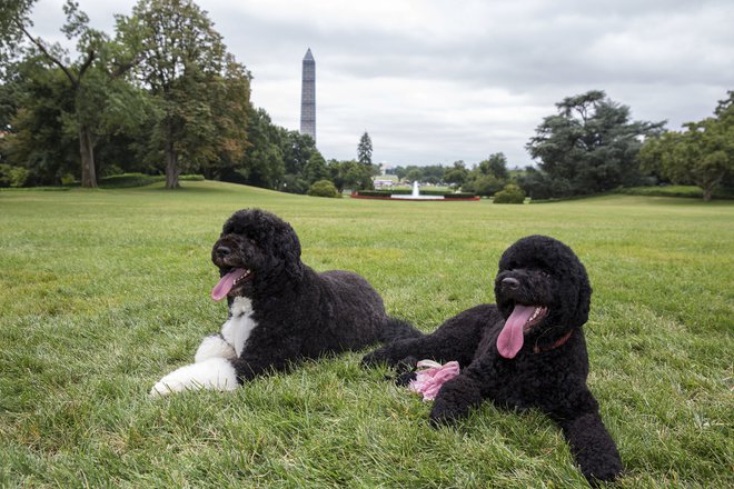 Bo in Sunny med Obamovim drugim predsedniškim mandatom FOTO: Reuters
