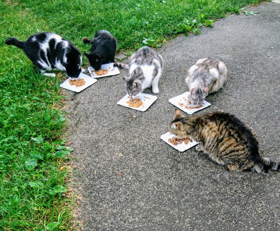 Fotografija: Na stalno mesto jih pride vsak večer nahranit. FOTO: osebni arhiv