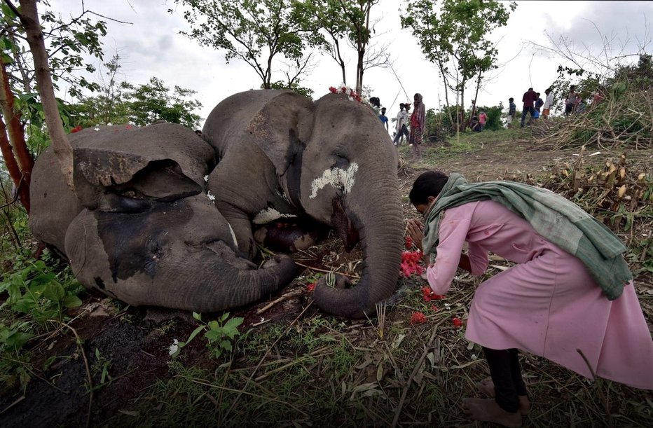Fotografija: Molitev pred mrtvimi sloni FOTO: Reuters