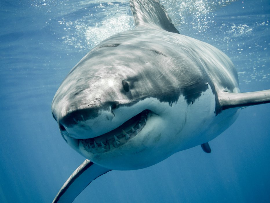 Fotografija: Oblasti še ugotavljajo, kater vrste je bil morski pes, ki je napadel deskarja (simbolična fotografija). FOTO: Ramoncarretero, Getty Images, Istockphoto