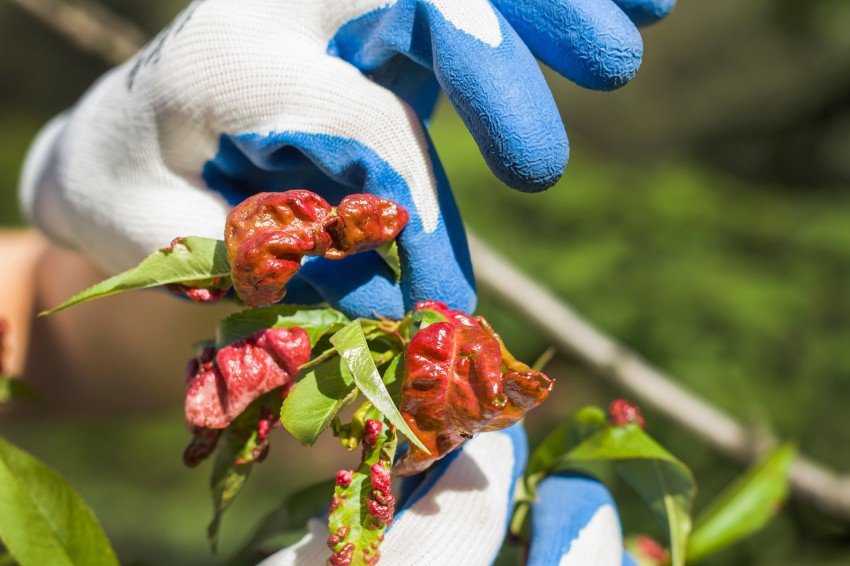 Fotografija: Letos gnojimo z dušikom le breskve in nektarine, ki jih je napadla breskova kodravost, in jim intenzivno odstranjujemo bolne liste. FOTO: Tomas Majchrowicz, Shutterstock
