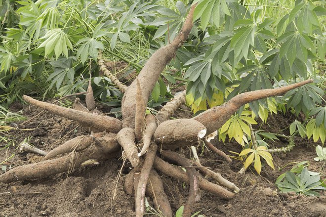 Manioka je južnoameriška rastlina z užitnimi gomolji. FOTO: Undefined Undefined/Getty Images