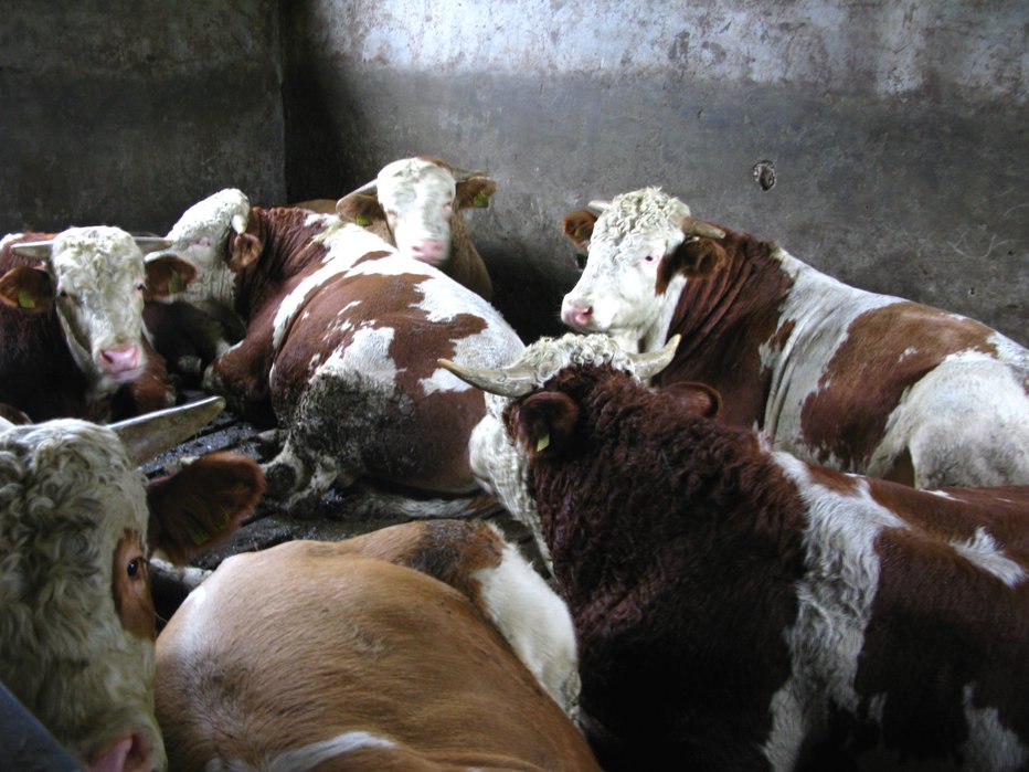 Fotografija: Med korono so imeli prepolne hleve bikov, ki jih niso mogli prodati. FOTO: Jaroslav Jankovič