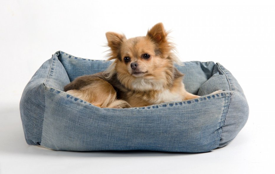 Fotografija: Iz džinsa lahko izdelate posteljico za svojega hišnega ljubljenčka. Zagotovo bo zadovoljen vsaj tako kot čivava na fotografiji. FOTO: Maria Sidelnikova, Shutterstock