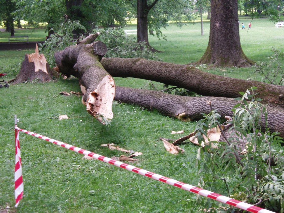 Fotografija: Nesreča se je zgodila, ko je moški žagal drevo (simbolična fotografija). FOTO: Urban Červek