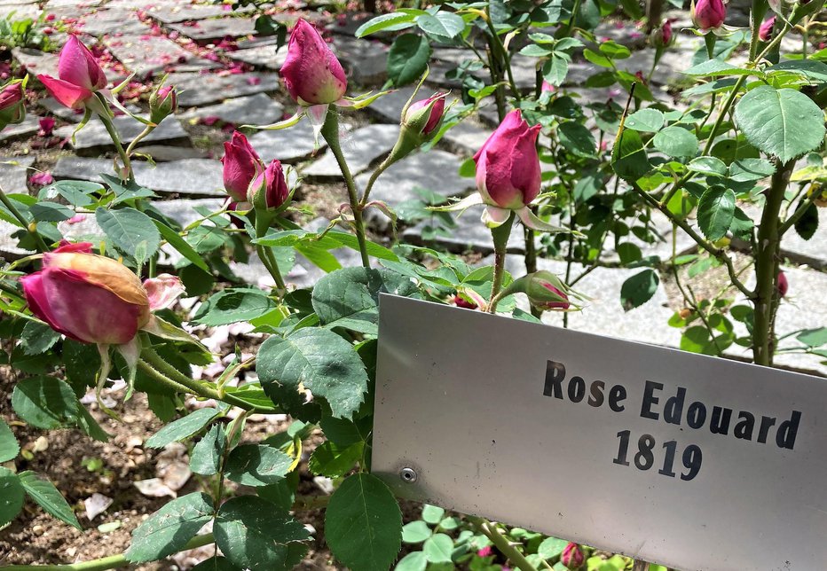 Fotografija: Prva burbonka rose edouard je stara že več kot 200 let.