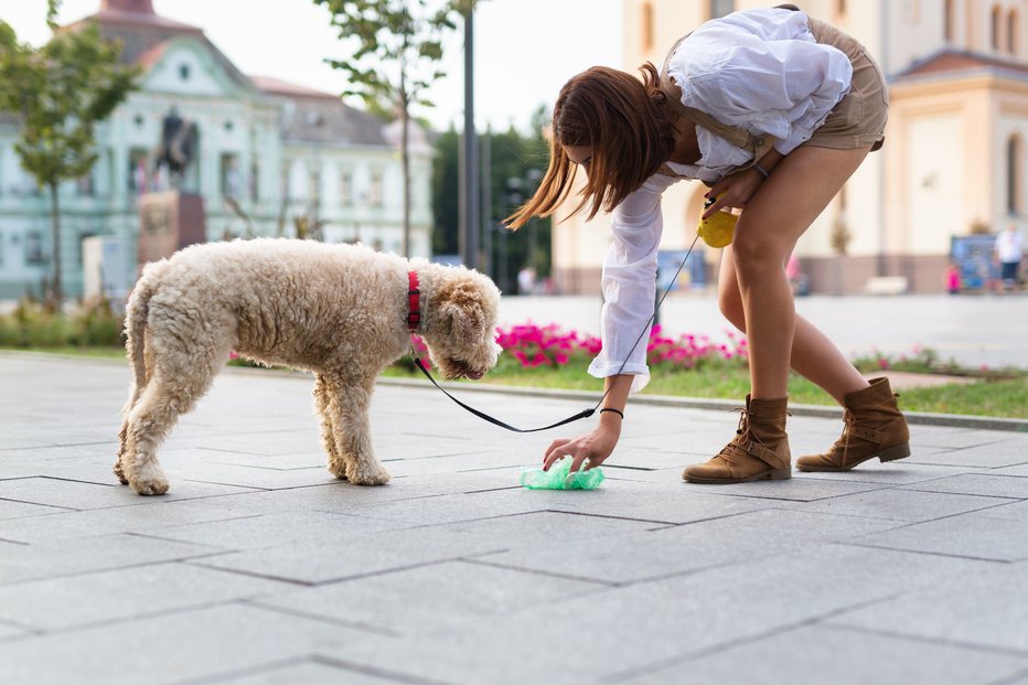 Fotografija: Na sprehod s psom se nikoli ne odpravite brez vrečke za pasje iztrebke. FOTO: Dejan Dundjerski, Shutterstock