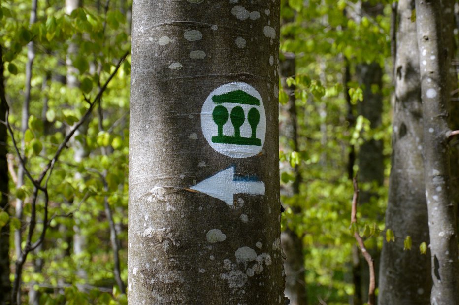 Fotografija: Sledite tej oznaki. FOTO: Zavod za gozdove Slovenija