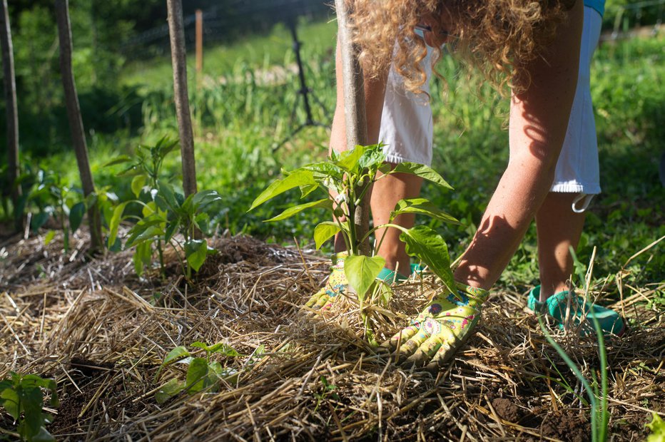 Fotografija: Preprečimo rast plevela. FOTO: Mementoimage/Getty Images