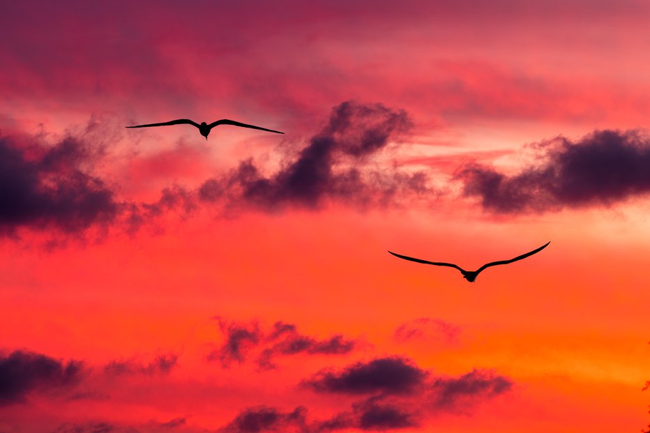 Fotografija: Sunset Birds Uplifting Inspirational Journey