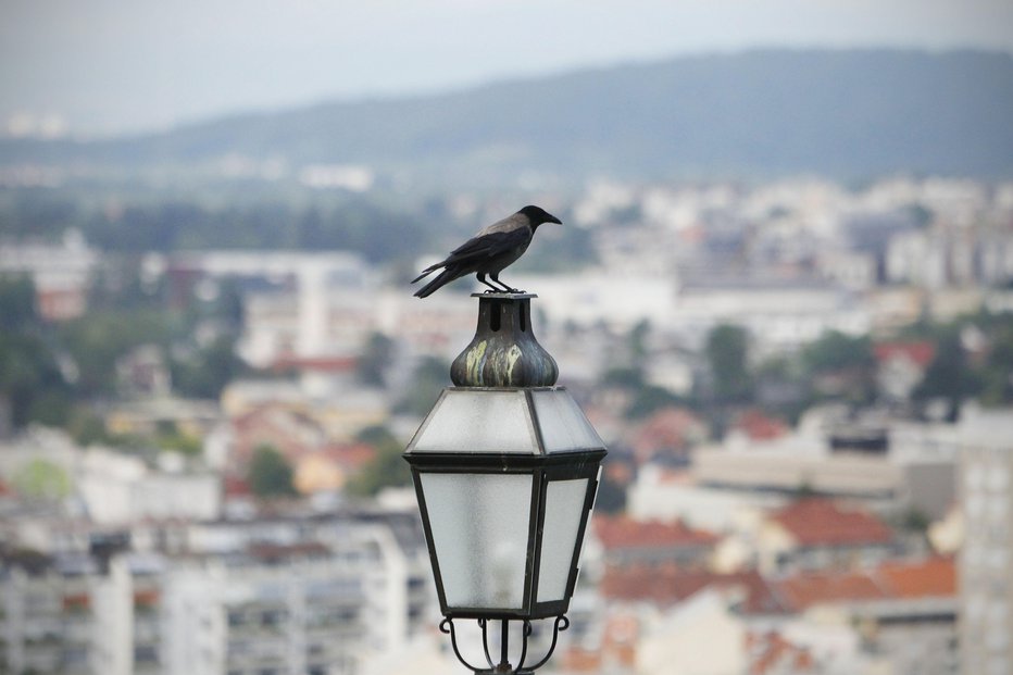 Fotografija: Vrane so posebej napadalne, ko imajo mladiče (simbolična fotografija). FOTO: Leon Vidic, Delo