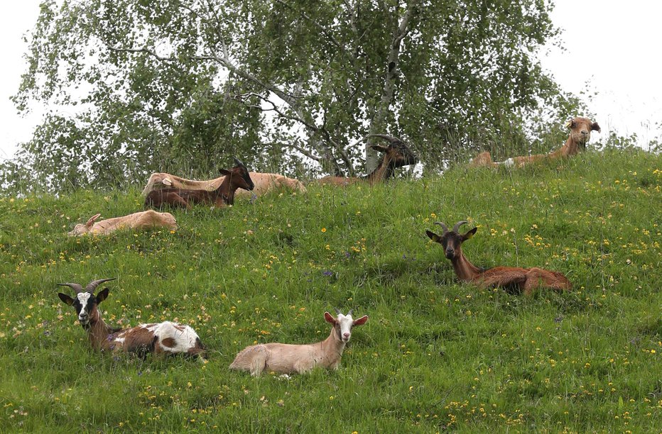 Fotografija: Njegova čreda šteje približno 120 koz. FOTO: Dejan Javornik
