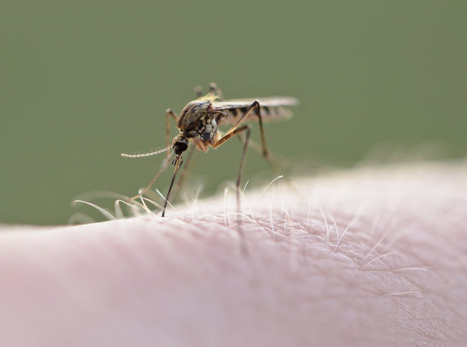 Fotografija: Ne samo mišje, ampak tudi leto komarjev FOTO: Shutterstock