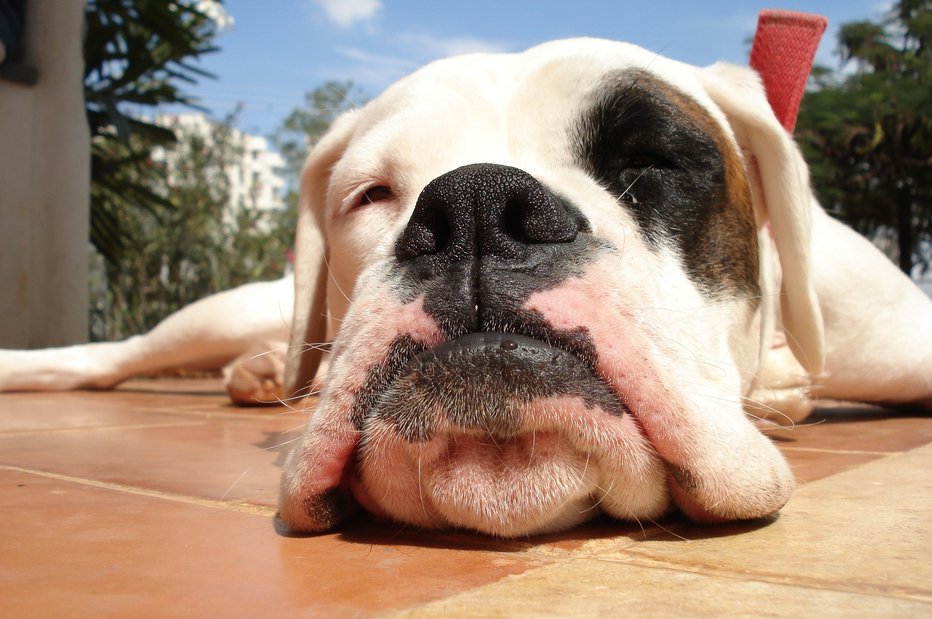 Fotografija: Nekateri psi pozabijo, da jim poležavanje na močnem soncu lahko škoduje. FOTO: Anuje, Shutterstock