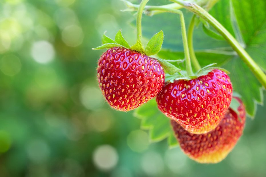 Fotografija: Ne le plodovi, zdravju prijazni so tudi listki in peclji jagod. FOTO: Alter_photo, Getty Images