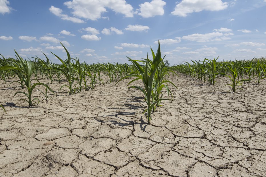 Fotografija: Sušni stres je najbolj obremenilen za kmetijske posevke in zelenjadnice. FOTO: Taglass/Getty Images