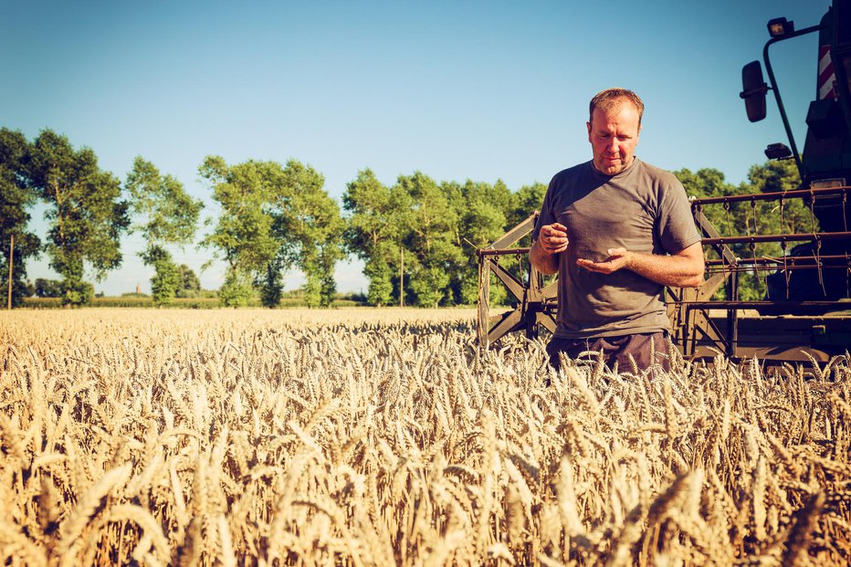 Fotografija: Vročina bi lahko prepolovila letino pšenice. FOTO: Getty Images