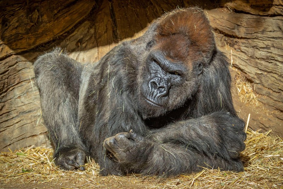 Fotografija: Gorile v San Diegu so že cepljene. FOTO: Ken Bohn/Reuters