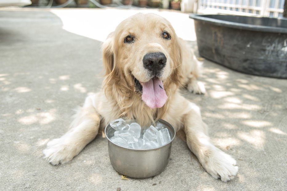 Fotografija: V vročih dneh lahko našim psom pomagamo z osvežilnimi posladki. FOTO: Apiwich Pudsumran, Shutterstock