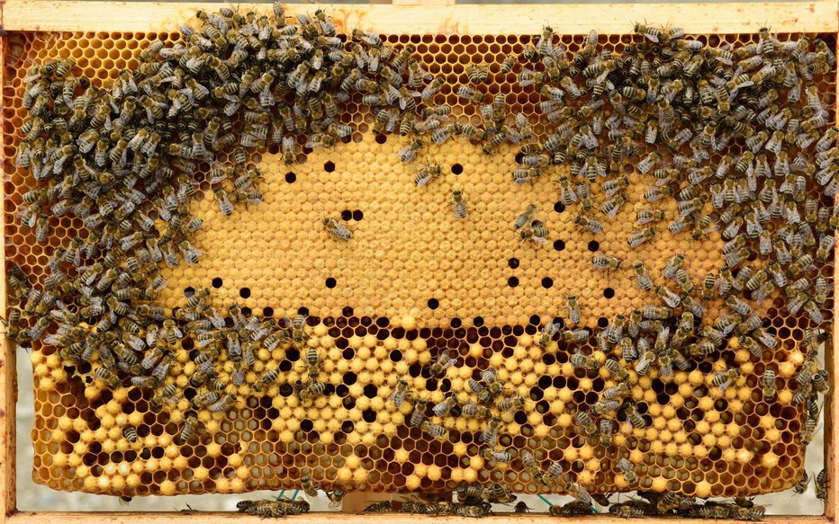 Fotografija: Čebele so krilate farmacevtke. Foto: ČZS