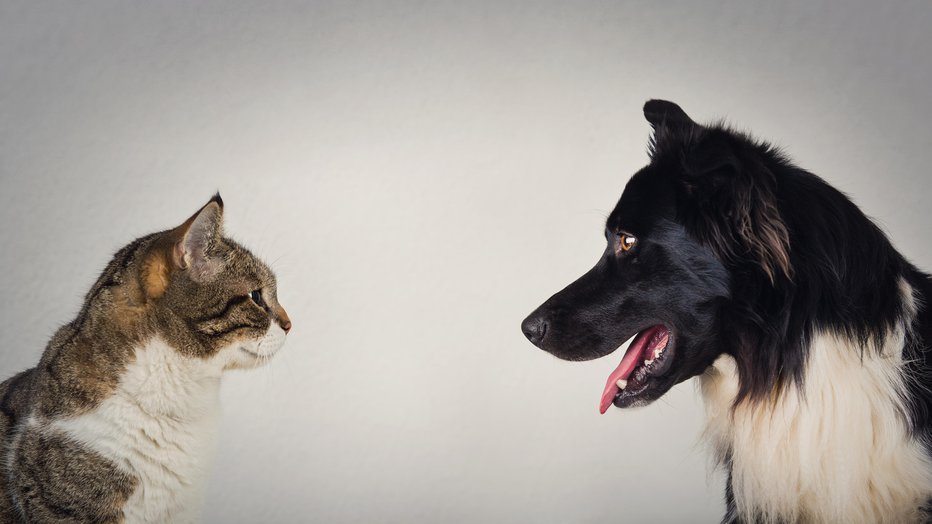 Fotografija: The eternal duel between dog and cat for the title of the best pet. Kitten vs puppy rivalry, standing one in front another, isolated on grey wall. Leadership competition, opposition concept.