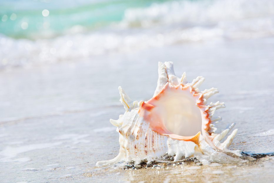 Fotografija: sea background with seashell on the clean sandy beach against waves