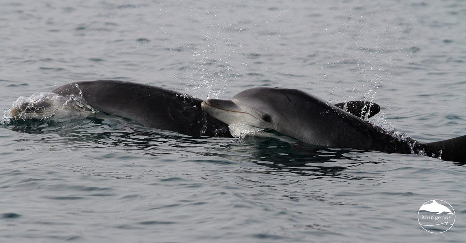 Fotografija: V slovenskem morju so v teh dneh opazili prvega letošnjega delfinjega mladiča. FOTO: Arhiv Društva Morigenos