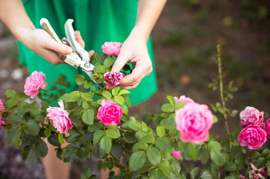 Fotografija: Kot pravi vrtnar Oprah Winfrey, vrtnice niso tako zahtevne, kot se zdi na prvi pogled. FOTO: Olga Ponomarenko, Shutterstock