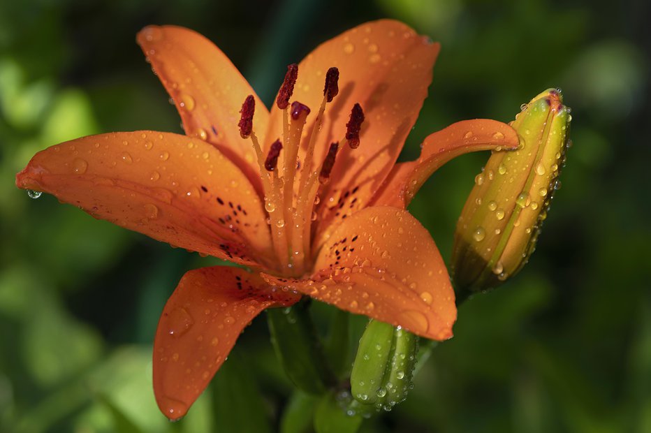 Fotografija: Brstična lilija ima oranžno rdeče navzgor usmerjene cvetove. FOTOGRAFIJE: Getty Images