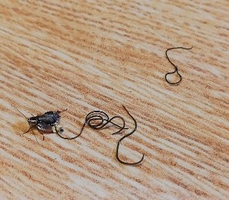 Fotografija: Žive niti, ki so prilezle iz mrtvega hrošča. FOTO: Facebook