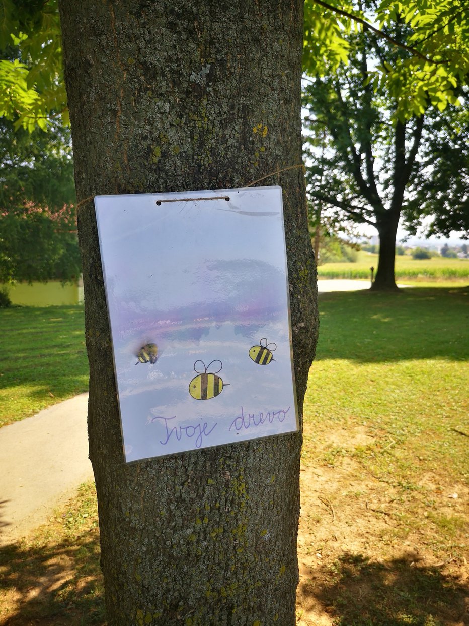 Fotografija: Takole so učenci sami oblepili nekaj dreves, da bi opozorili javnost, da jim ni vseeno, če bi katero od njih podrli. FOTOGRAFIJE: Mojca Marot