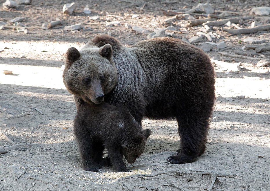 Fotografija: Moški je pritekel med medvedko in njenega mladiča (simbolična fotografija). FOTO: Ljubo Vukelič, Delo