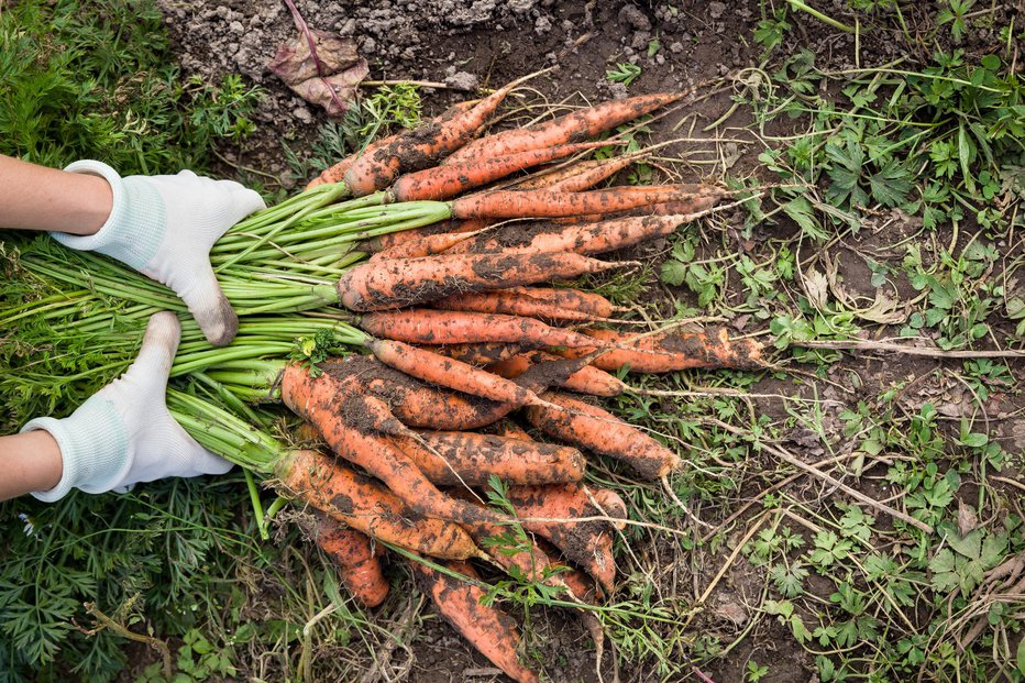 Fotografija: Z intervalnimi setvami si zagotovimo pridelek skoraj za vse leto. FOTO: Goodmoments/Getty Images