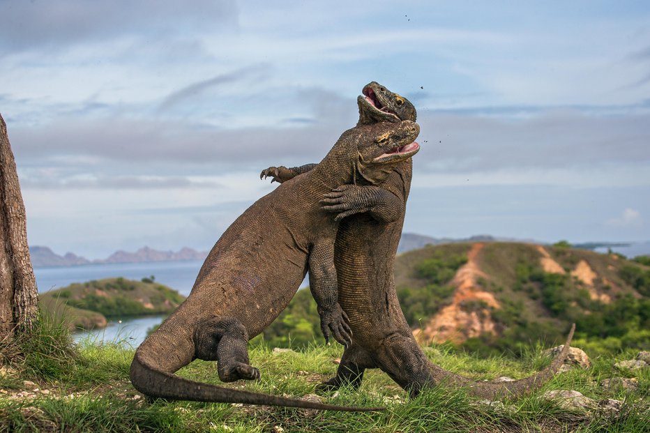 Fotografija: Komodoški varani so morda najboljši približek izumrlim dinozavrom. FOTO: Andreygudkov/Getty Images