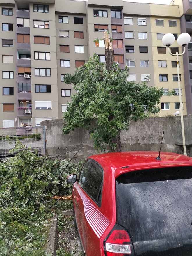 Močan veter je podrl drevo na avtomobil. FOTO: bralec Boris