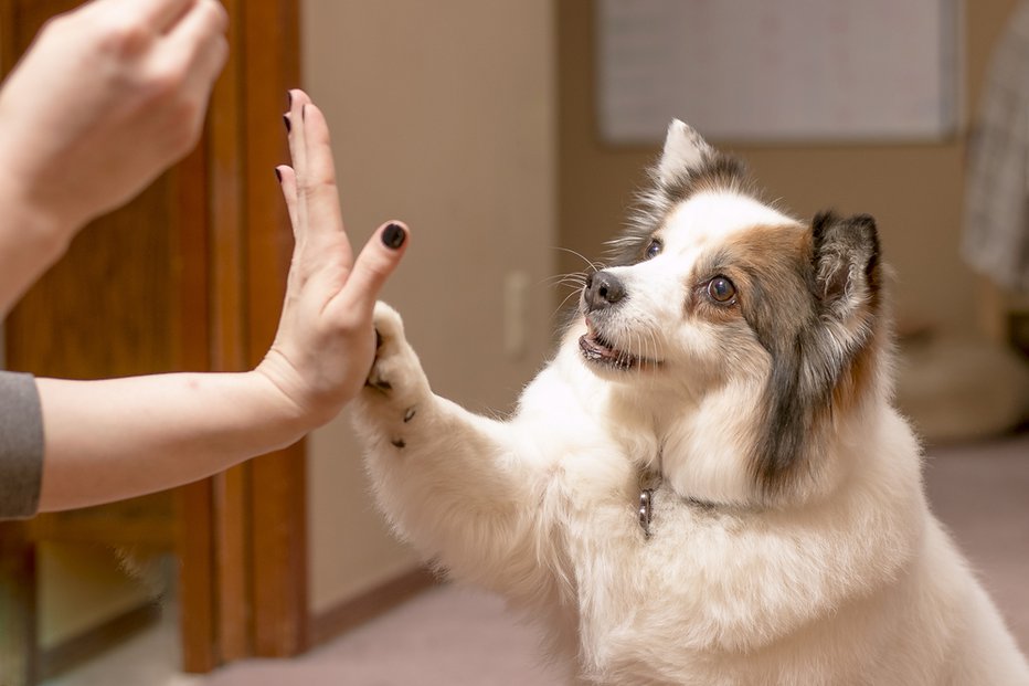 Fotografija: Pes se običajno zelo hitro nauči dati petko. FOTO: Corey Terrill, Shutterstock