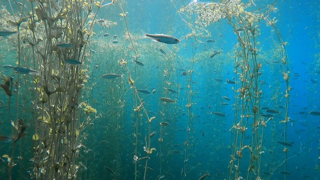 Podvodni svet Ohridskega jezera je kraj, kjer naš radijec pozabi na vse skrbi. »Tišina, zvoki jezera, ogromno živali, poln ekosistem, vse je tako čarobno in sanjsko. Mir in spokojnost, ki ju tu in tam zmoti le kakšen gliser. Pod vodo sem doma,« pravi Kori, ki je pod vodno gladino v povprečju preživel štiri ure na dan. FOTO: osebni arhiv