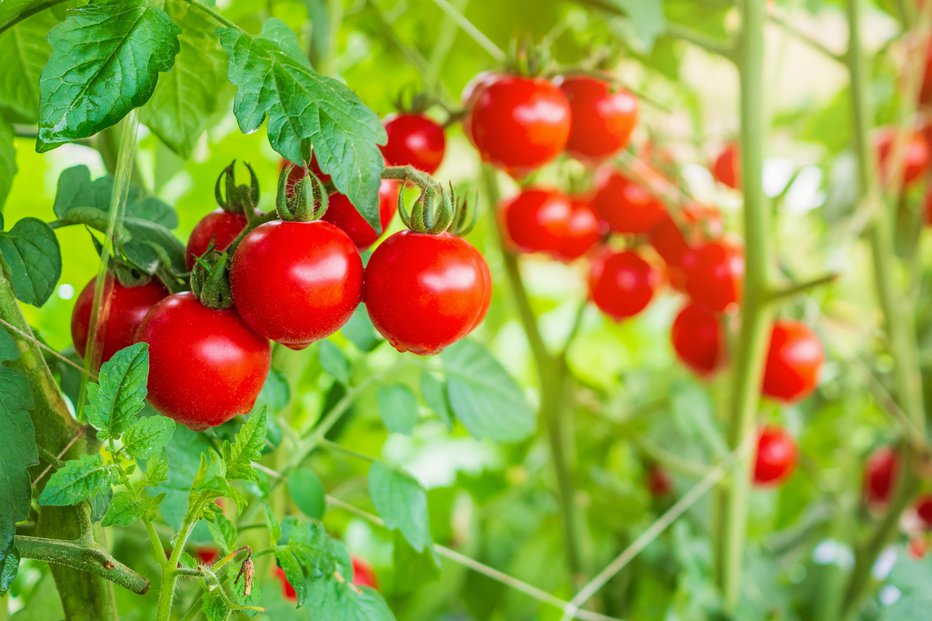 Fotografija: Fresh ripe red tomatoes plant growth in organic greenhouse garden ready to harvest
