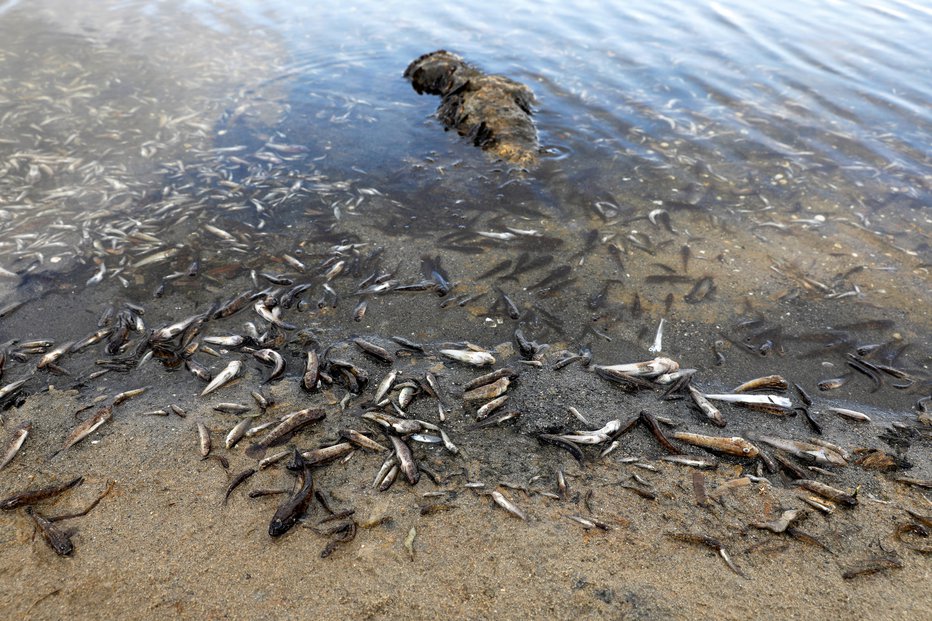 Fotografija: Mrtve ribe v laguni Mar menor Fotografiji: Eva Manez/Reuters