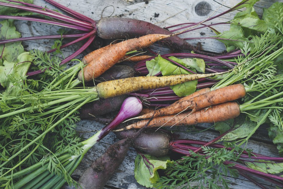 Fotografija: Grede, gredice, bučke, kumare, fižol, krompir, korenček … FOTOGRAFIJI: SHUTTERSTOCK