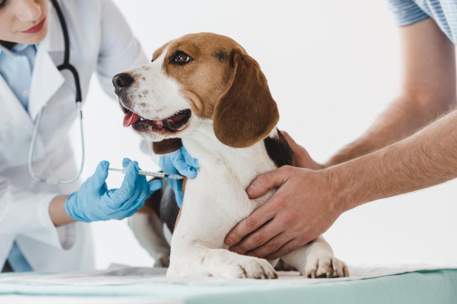 Fotografija: Redno cepljenje zaščiti psa pred težko ozdravljivimi ali celo smrtno nevarnimi boleznimi. FOTO: Lightfield Studios, Shutterstock