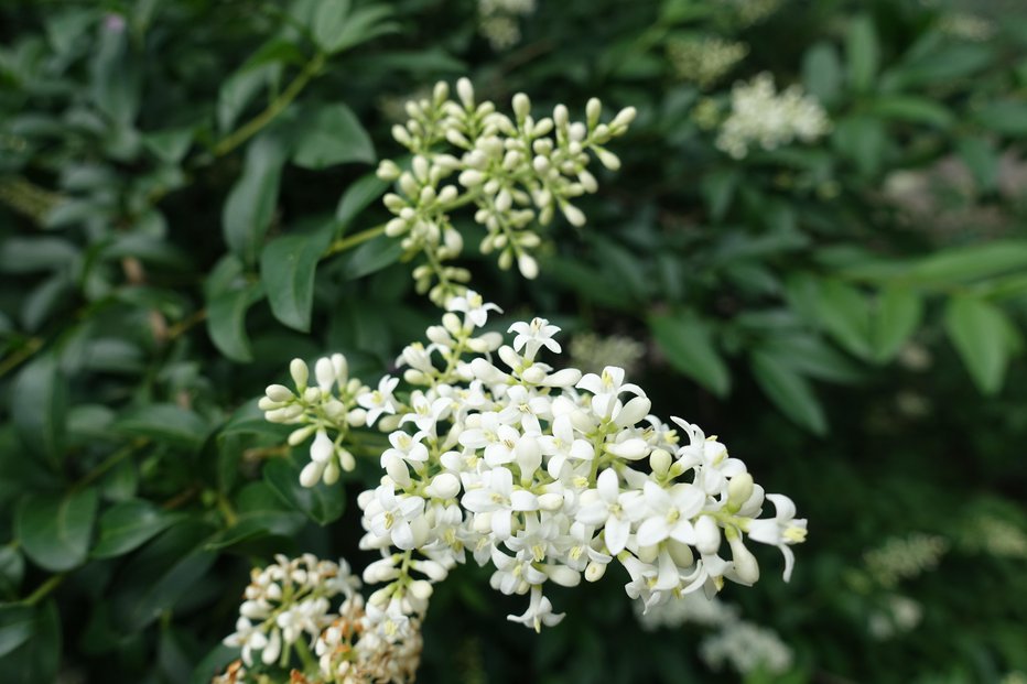 Fotografija: Kalina cveti podobno kot španski bezeg, le da so cvetovi veliko manjši in izključno beli. FOTO: GETTY IMAGES