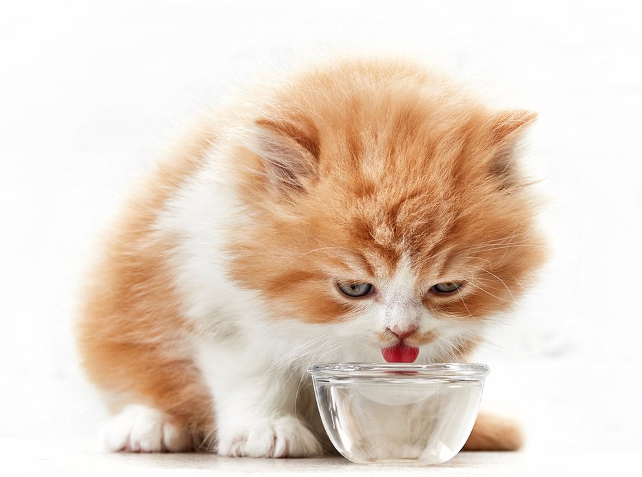 Fotografija: Mački za žejo ponudite vodo, saj mleko slabše prebavljajo. FOTO: MaraZe, Shutterstock