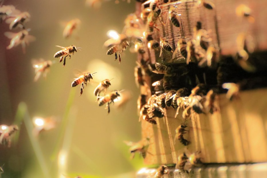 Fotografija: Že bližina čebelnjaka je lahko zdravilna. FOTO: William Jones-warner/Getty Images