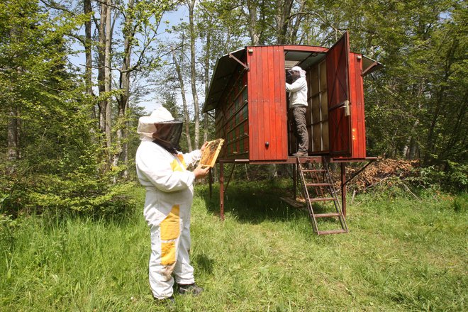 Vse manj je paše za čebelarje. FOTO: Igor Modic