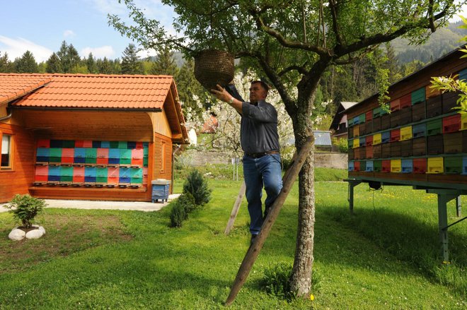 Slovenski čebelarji skrbijo za 200.000 panjev. FOTO: Franc Šivic