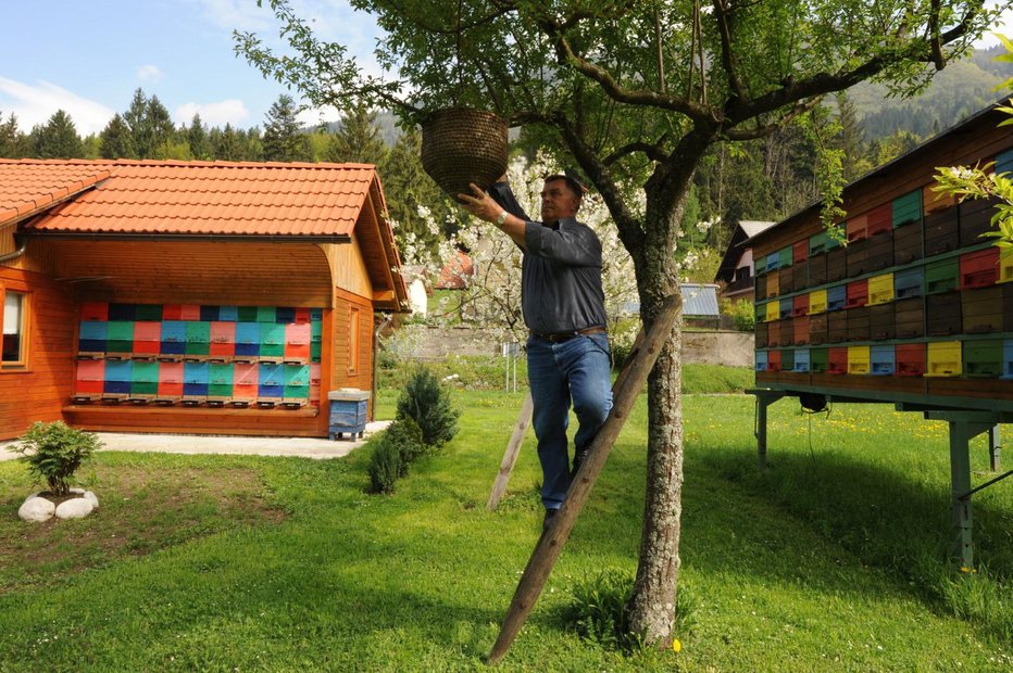 Fotografija: Slovenski čebelarji skrbijo za 200.000 panjev. FOTO: Franc Šivic