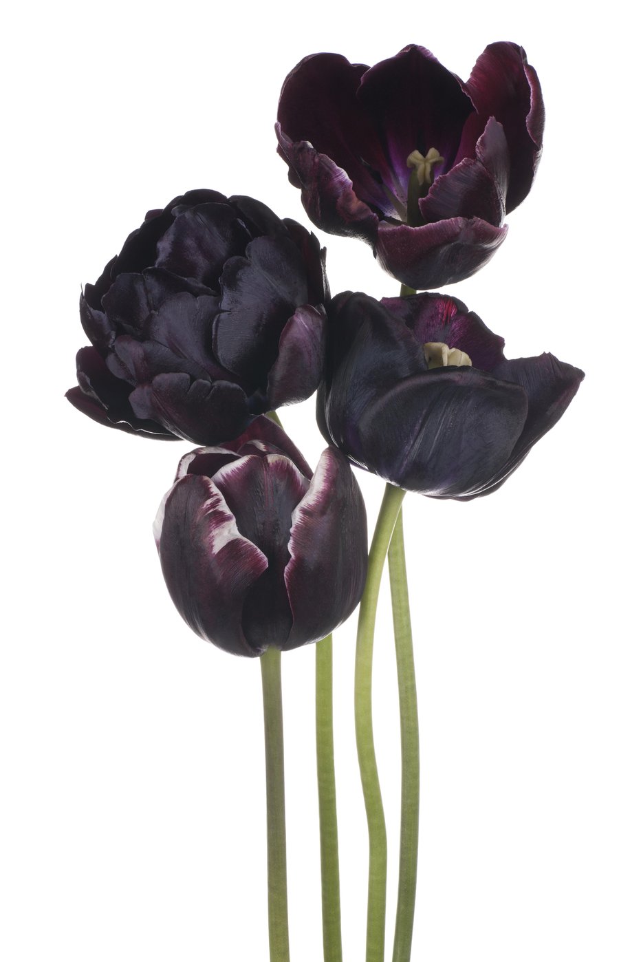 Fotografija: Spomladi del gredice namenimo črnim tulipanom. FOTOGRAFIJE: GETTY IMAGES