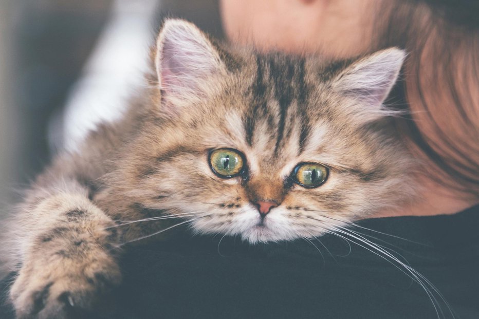Fotografija: Barva mačke, ki se je pojavila na vašem pragu, ima prav tako svoj pomen. FOTO: Gumpanat, Getty Images