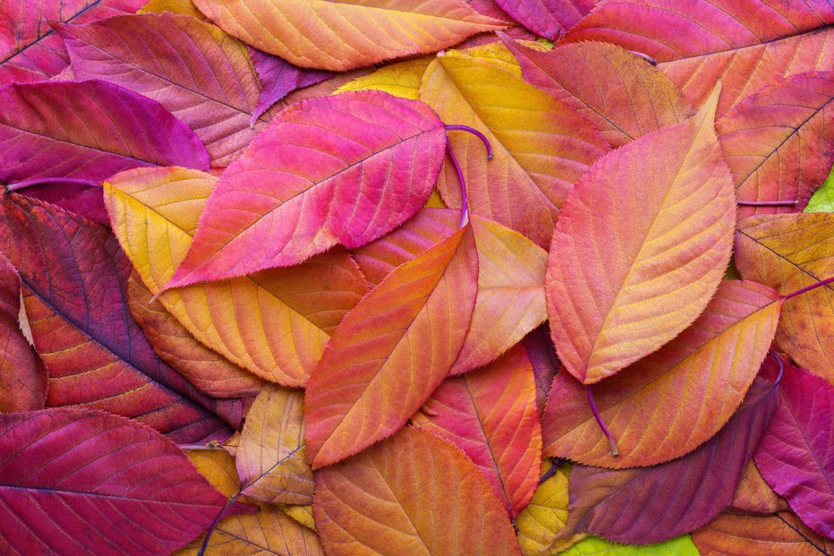 Fotografija: Colorful background with autumn Cherry leaves.